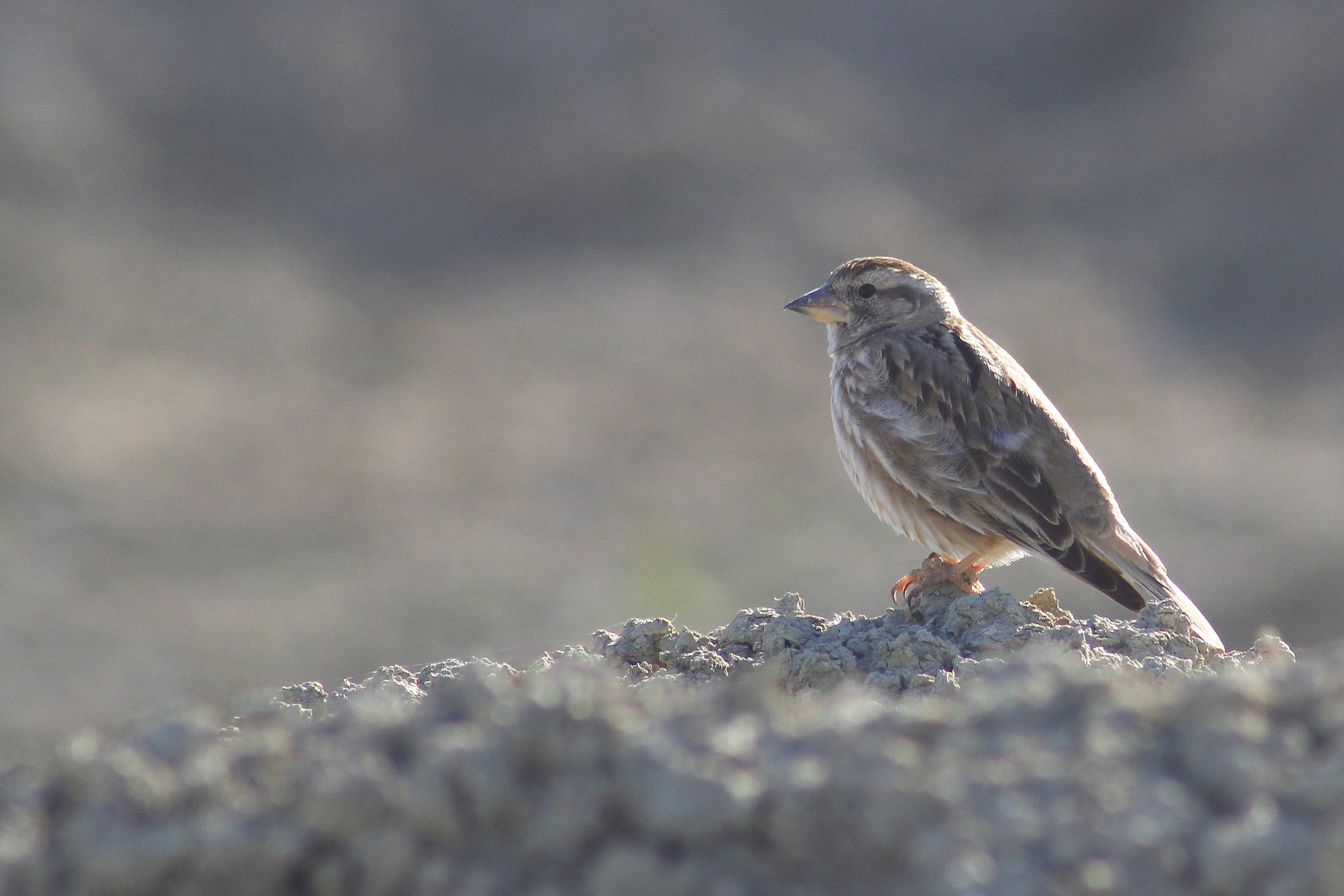 Rock Sparrow